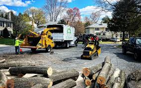 Best Tree Preservation Services  in Thunderbolt, GA