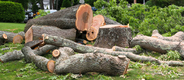 Thunderbolt, GA Tree Care Company