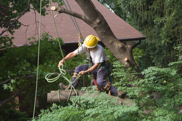 How Our Tree Care Process Works  in  Thunderbolt, GA